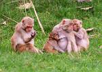 Monkeys  Groomingb
